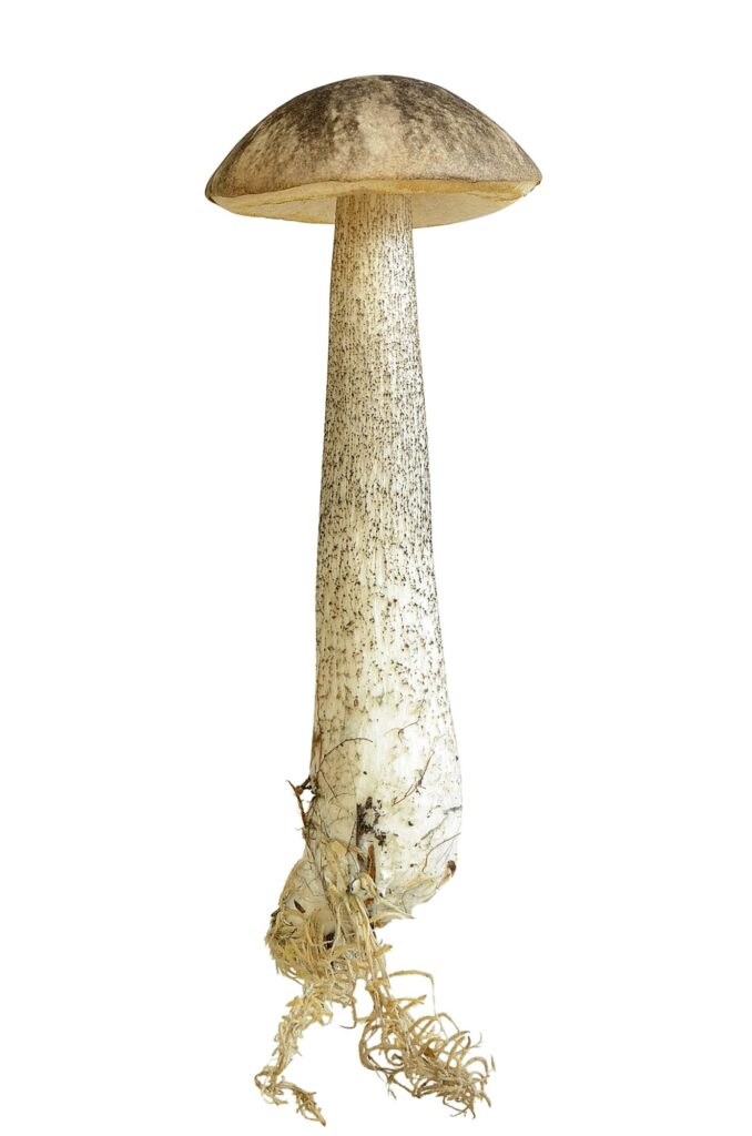 Leccinum scabrum mushroom on white background